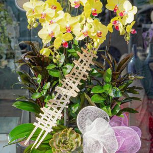 Chậu Hoa Lan Hồ Điệp Vàng (T12-N13/02)