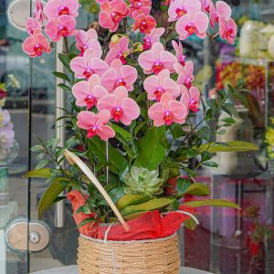 Chậu Hoa Lan Hồ Điệp Đỏ Đất (T12-N13/07)