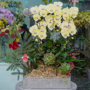 Chậu Hoa Lan Hồ Điệp Vàng (T12-N13/08)