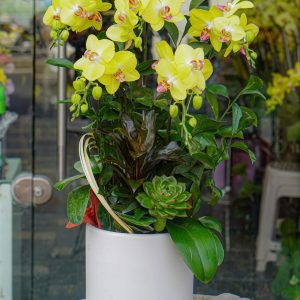 Chậu Hoa Lan Hồ Điệp Vàng (T12-N13/09)