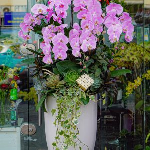 Chậu Hoa Lan Hồ Điệp Mix Màu (T12-N13/10)