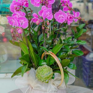 Chậu Hoa Lan Hồ Điệp Mini Mix Màu (T12-N19/01)