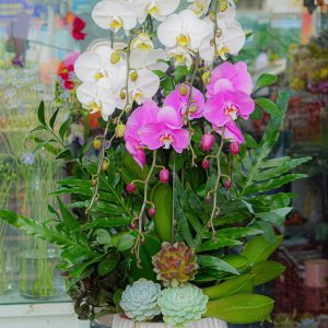 Chậu Hoa Lan Hồ Điệp Mix Màu (T12-N19/02)