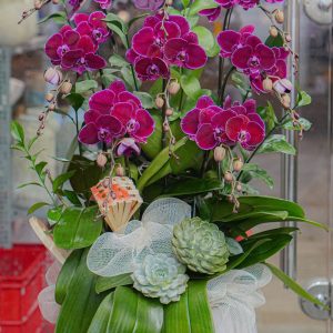 Chậu Hoa Lan Hồ Điệp Tím (T12-N19/04)