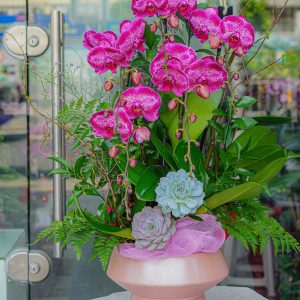 Chậu Hoa Lan Hồ Điệp Tím (T12-N19/05)