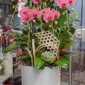 Chậu Hoa Lan Hồ Điệp Đỏ Đất (T12-N19/06)