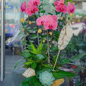 Chậu Hoa Lan Hồ Điệp Đỏ Đất (T12-N19/07)