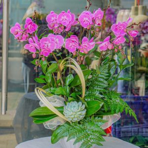 Chậu Hoa Lan Hồ Điệp Mini Tím (T12-N19/08)