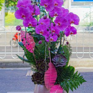 Chậu Hoa Lan Hồ Điệp Tím (T12-N19/08)