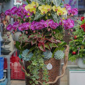 Chậu Hoa Lan Hồ Điệp Mix Màu (T12-N19/09)