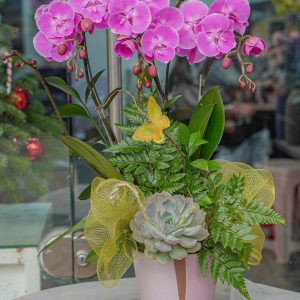 Chậu Hoa Lan Hồ Điệp Mini Tím (T12-N19/10)