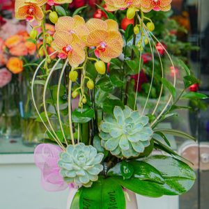 Chậu Hoa Lan Hồ Điệp Cam Sọc (T12-N19/13)