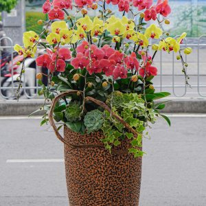 Chậu Hoa Lan Hồ Điệp Mix Màu Vàng Đỏ (T12-N31/02)