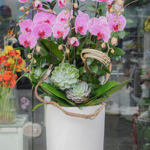 Chậu Hoa Lan Hồ Điệp Hồng (T12-N31/03)