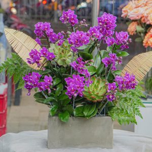 Chậu Hoa Lan Hồ Điệp Mini Tím (T12-N31/02)