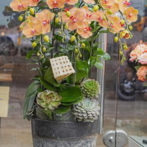 Chậu Hoa Lan Hồ Điệp Cam Sọc (T12-N31/09)