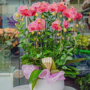 Chậu Hoa Lan Hồ Điệp Đỏ Đất (T12-N31/10)