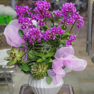 Chậu Hoa Lan Hồ Điệp Mini Tím (T12-N31/03)