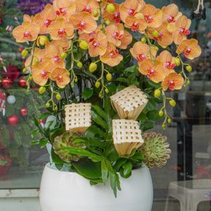 Chậu Hoa Lan Hồ Điệp Cam Sọc (T12-N31/14)