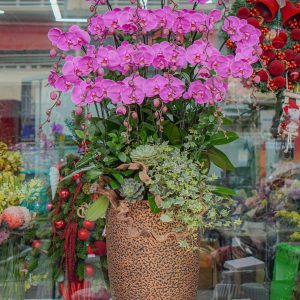 Chậu Hoa Lan Hồ Điệp Tím (T12-N31/15)