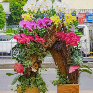 Lũa Lan Hồ Điệp Mix Màu (T12-N31/17)