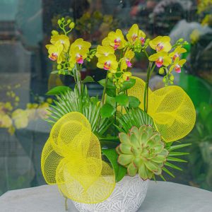 Chậu Hoa Lan Hồ Điệp Mini Vàng (T12-N31/04)