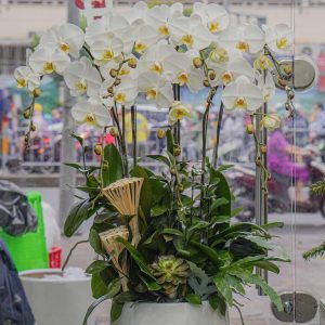 Chậu Hoa Lan Hồ Điệp Trắng (T12-N31/18)
