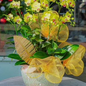 Chậu Hoa Lan Hồ Điệp Mini Vàng (T12-N31/05)