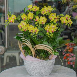 Chậu Hoa Lan Hồ Điệp Mini Vàng (T12-N31/06)