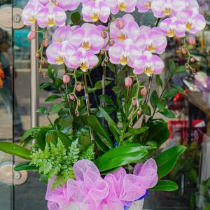 Chậu Hoa Lan Hồ Điệp Tím Hồng (T01-N17/01)