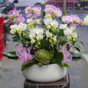 Chậu Hoa Lan Hồ Điệp Mini Mix Màu(T01-N17/01)