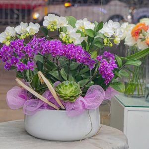 Chậu Hoa Lan Hồ Điệp Mini Mix Màu(T01-N17/02)