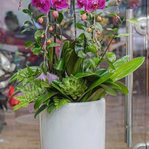 Chậu Hoa Lan Hồ Điệp Tím (T01-N17/04)