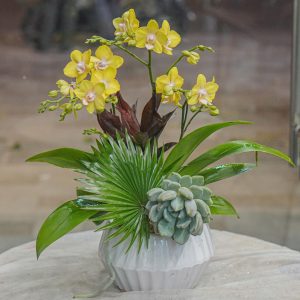 Chậu Hoa Lan Hồ Điệp Mini Vàng (T01-N19/01)