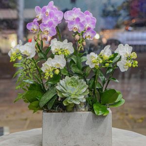 Chậu Hoa Lan Hồ Điệp Mini Mix Màu (T01-N19/02)