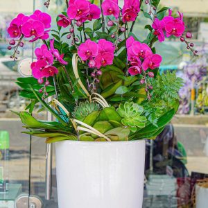 Chậu Hoa Lan Hồ Điệp Tím (T01-N19/02)