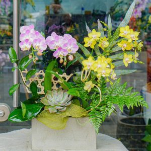 Chậu Hoa Lan Hồ Điệp Mini Mix Màu (T01-N19/03)