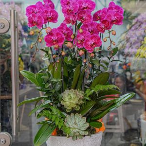 Chậu Hoa Lan Hồ Điệp Tím (T01-N24/01)