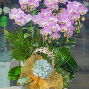 Chậu Hoa Lan Hồ Điệp Mini Tím (T01-N24/02)