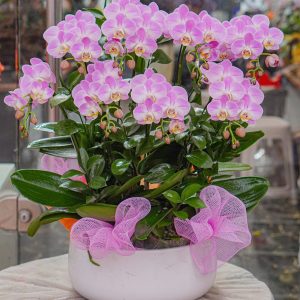 Chậu Hoa Lan Hồ Điệp Mini Tím (T01-N24/03)