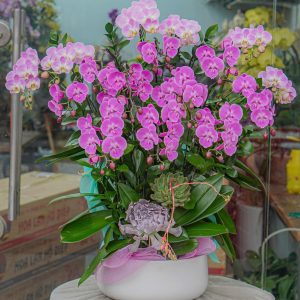 Chậu Hoa Lan Hồ Điệp Mini Tím Mix Màu (T01-N24/04)