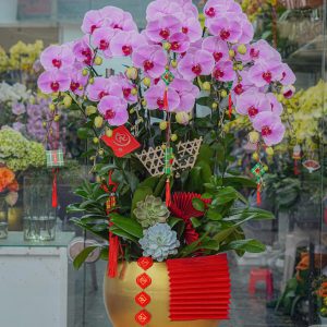 Chậu Hoa Lan Hồ Điệp Tím Hồng 10 Cành (T02-N2/08)