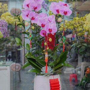 Chậu Hoa Lan Hồ Điệp Tím Hồng 3 Cành (T02-N2/03)