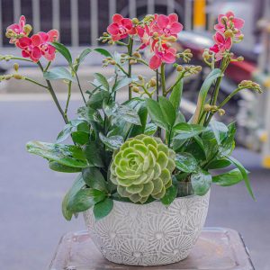 Chậu Hoa Lan Hồ Điệp Mini Đỏ 4 Cành (T02-N10/01)