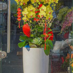 Chậu Hoa Lan Hồ Điệp Vàng 5 Cành (T02-N2/04)