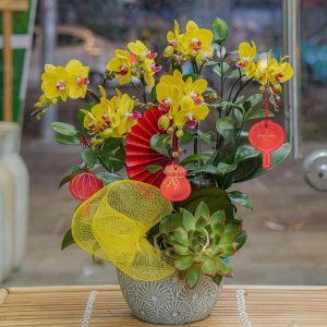 Chậu Hoa Lan Hồ Điệp Mini Vàng 6 Cành (T02-N10/05)