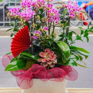 Chậu Hoa Lan Hồ Điệp Mini Tím 6 Cành (T02-N10/02)