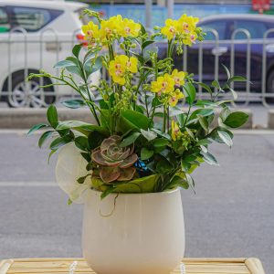 Chậu Hoa Lan Hồ Điệp Mini Vàng 6 Cành (T02-N10/04)