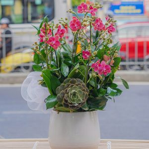 Chậu Hoa Lan Hồ Điệp Mini Đỏ 6 Cành (T02-N10/03)