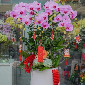 Chậu Hoa Lan Hồ Điệp Tím Hồng 7 Cành (T02-N2/06)